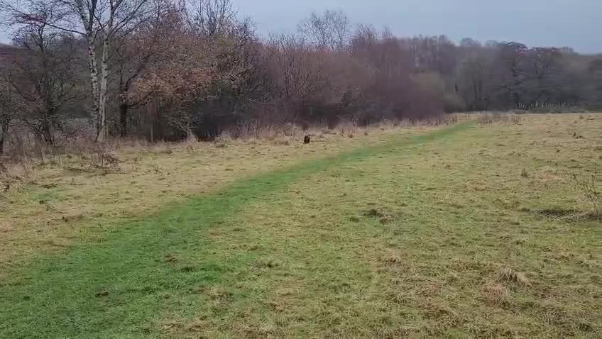 Mixed Breed dogs for adoption: ❤️ Lolly❤️- 1.5-year-old small gentle girl  - Video 1