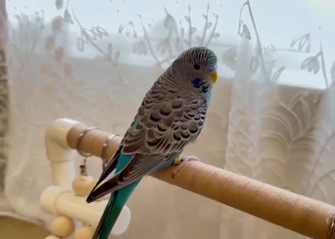 Budgerigars birds for sale: [SOLD]. Bf split bw/hago male available semi-tamed - Video 1