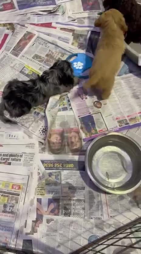 Cockapoo dogs for sale: Ready now unusual all types of colours - Video 3