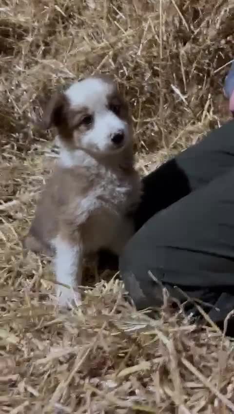 Mixed Breed dogs for sale: 4 collie x welsh collie pups  - Video 2