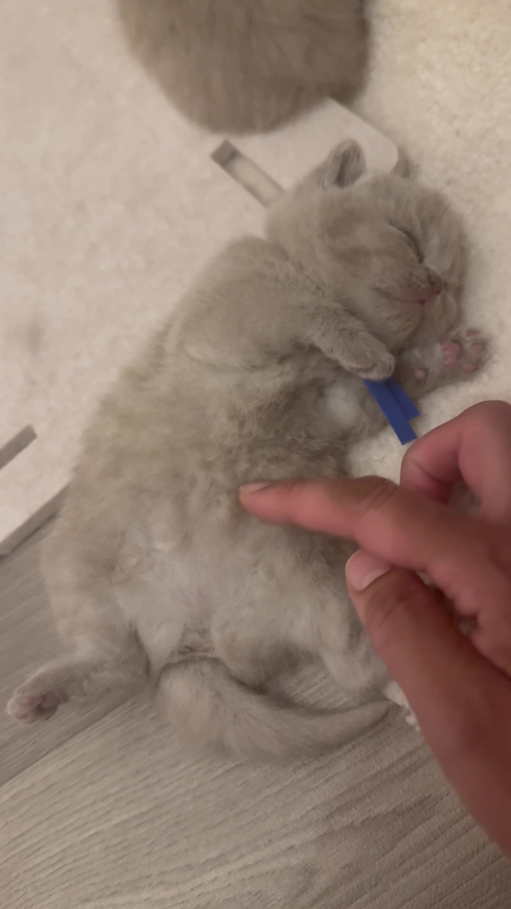 British Shorthair cats for sale: Stunning Chunky Lilac GIRL  - Video 3