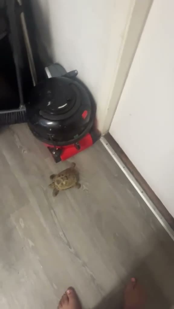 Hermann Tortoise reptiles for sale: My 3 beautiful female turtles in London - Video 2