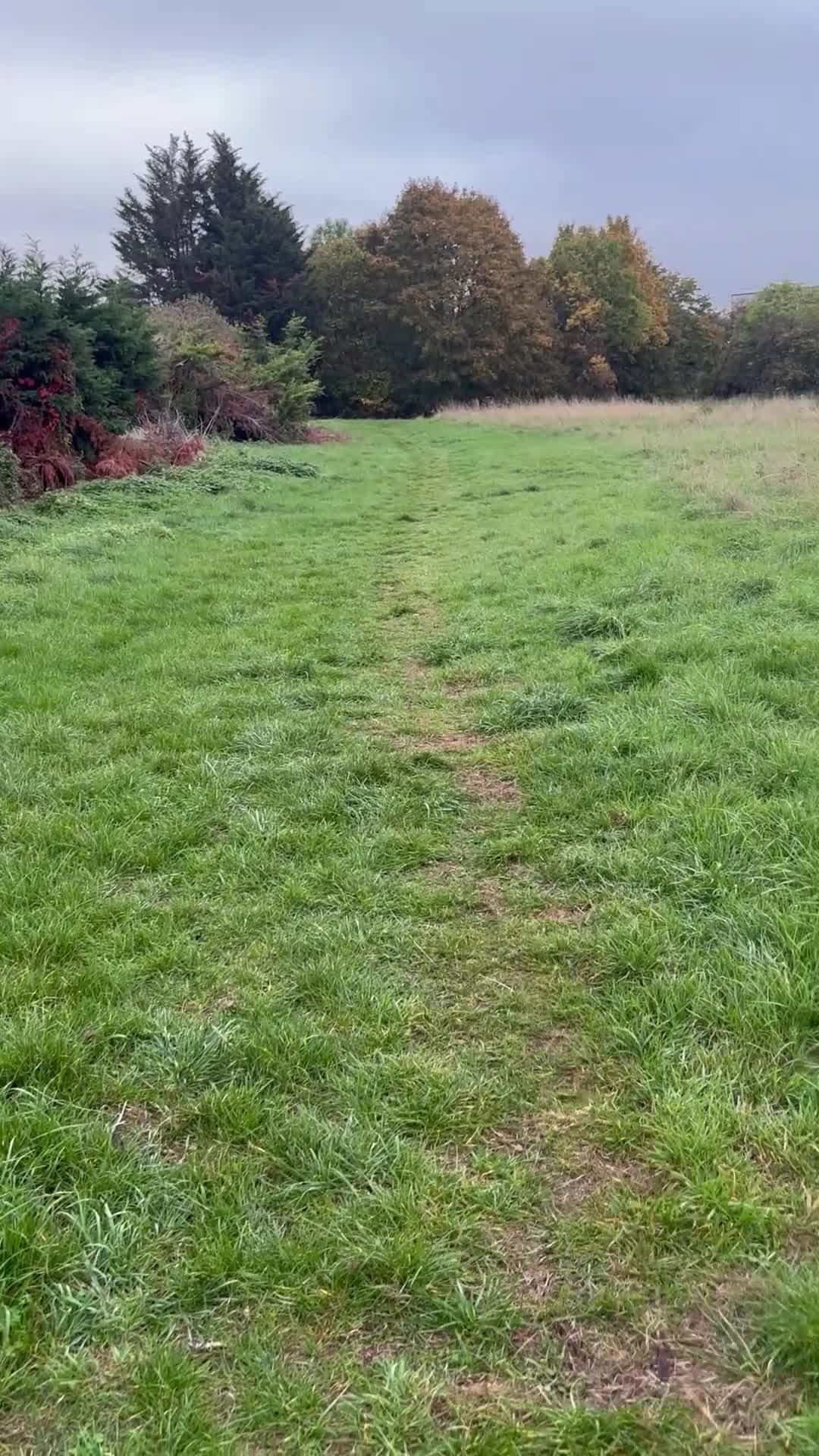 Mixed Breed dogs for sale: Zeus Exceptional Maltese x Whippet   - Video 1