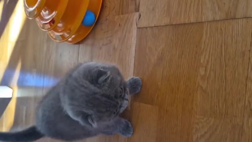 British Shorthair cats for sale: Last Scottish blue fold boy - Video 1