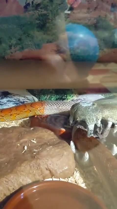 Corn Snake reptiles for sale: 6 year old female corn snake and full set up in Gloucester - Video 1
