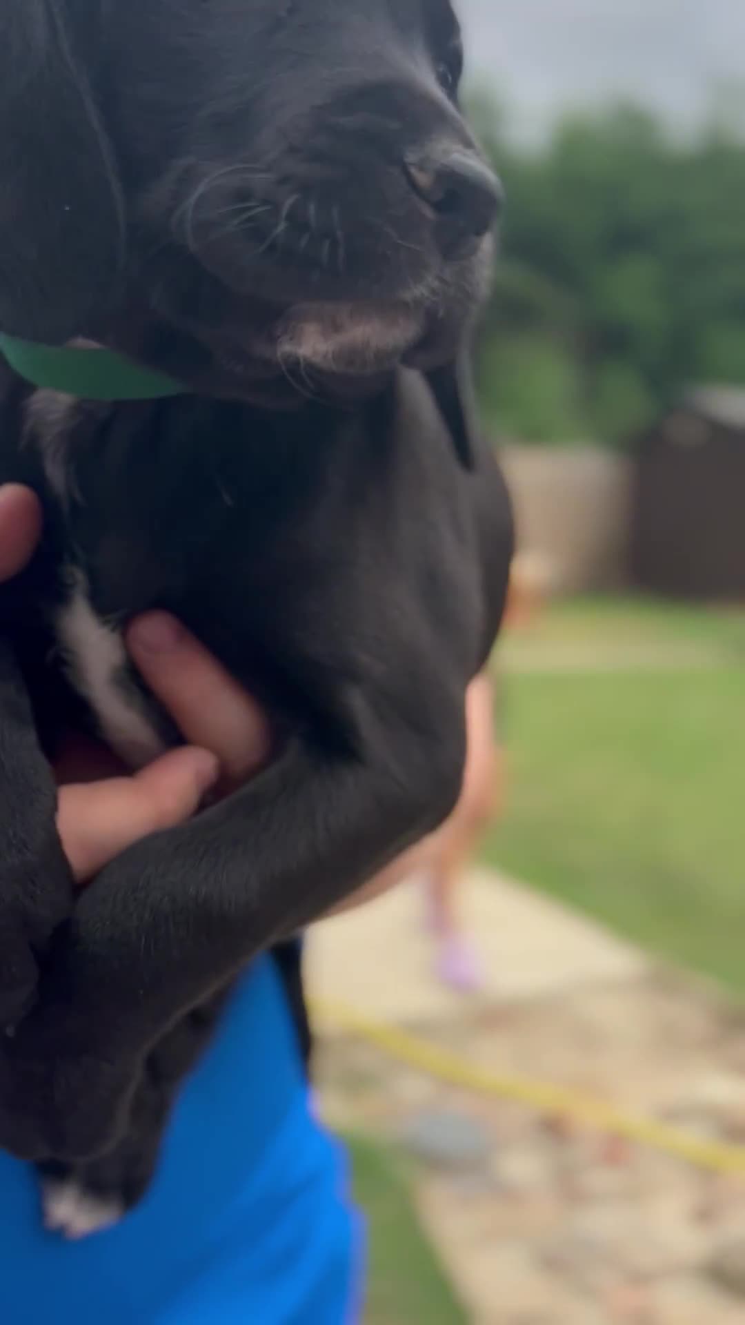 Mixed Breed dogs for sale: Jackapoo spaniel cross - hound puppies  - Video 1