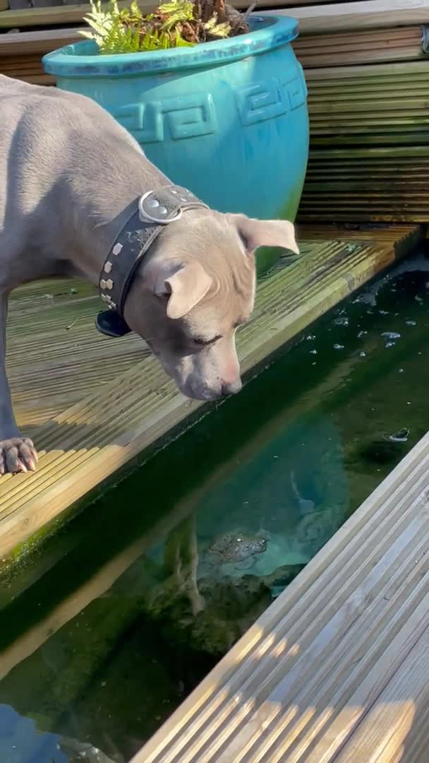 Staffordshire Bull Terrier dogs for stud: STUD…. Blue Siras champion bloodlines  in Stroud - Video 1