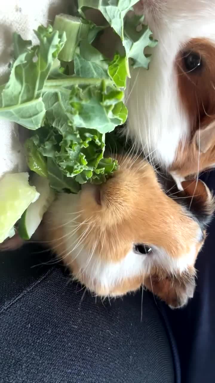 Guinea Pig rodents for sale: 🐹💕 TWO BONDED GUINEA PIGS – C&C SETUP 💕🐹 in Tranent - Video 1