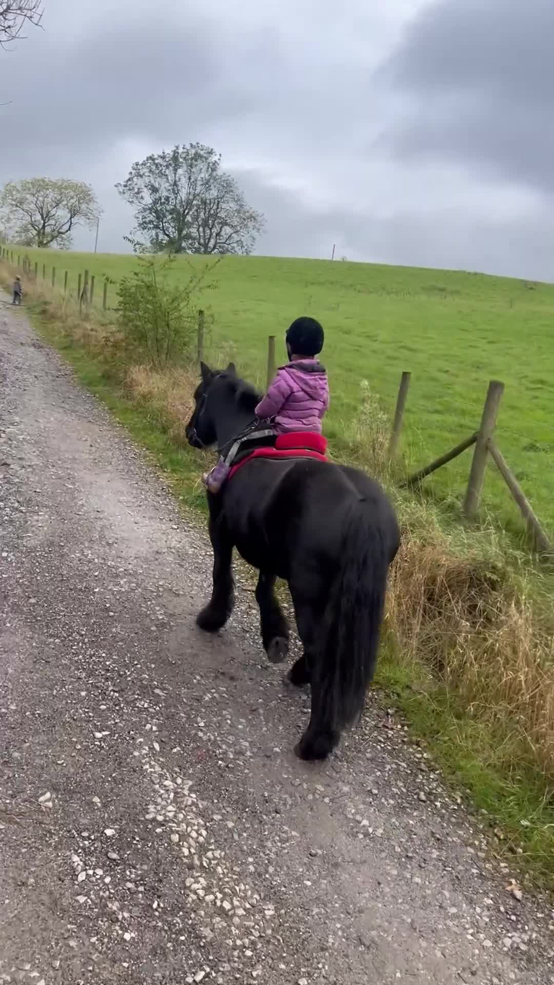 Fell horses for sale: Cob x Fell mare 10yrs old  - Video 5