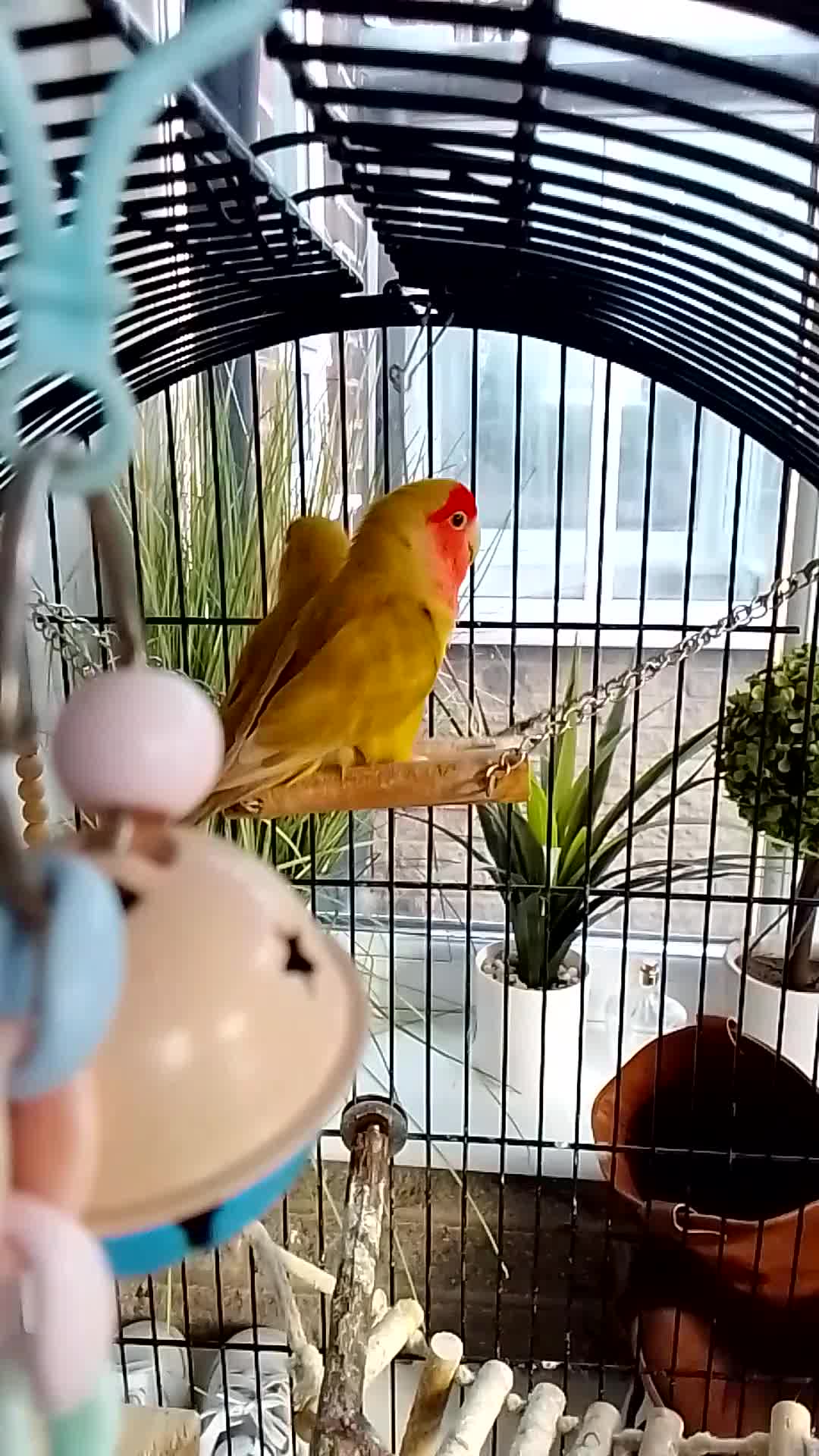 Lovebirds birds for sale: Lovebirds couple with cage - Video 1