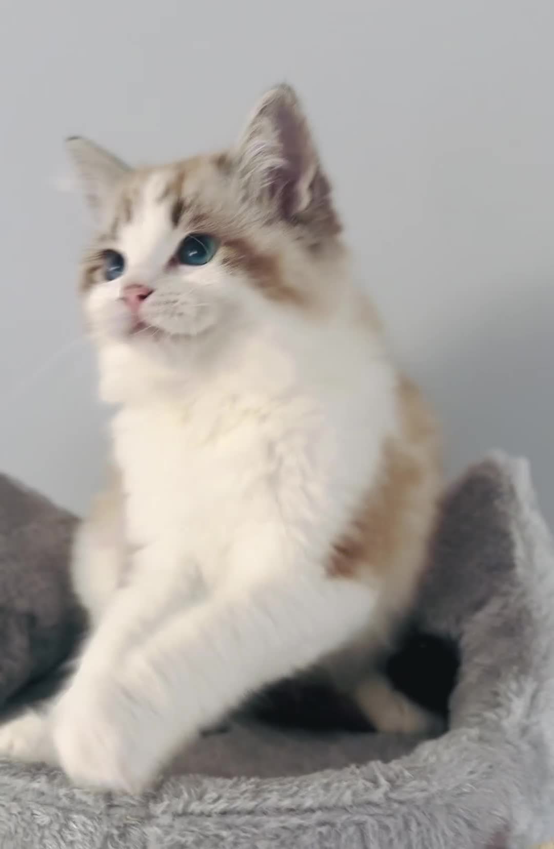 Ragdoll cats for sale: Active Tica Champion blood Ragdoll kittens - Video 2