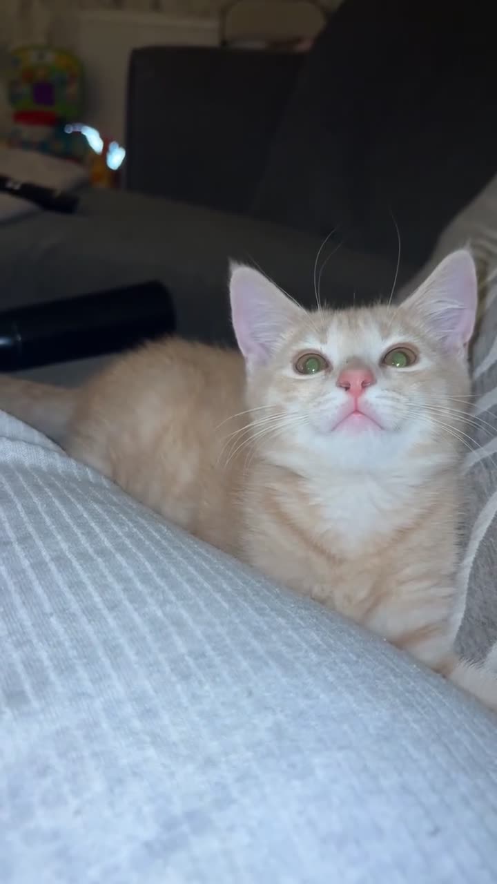 Mixed Breed cats for sale: Male ginger kitten - 5 month old.  - Video 1