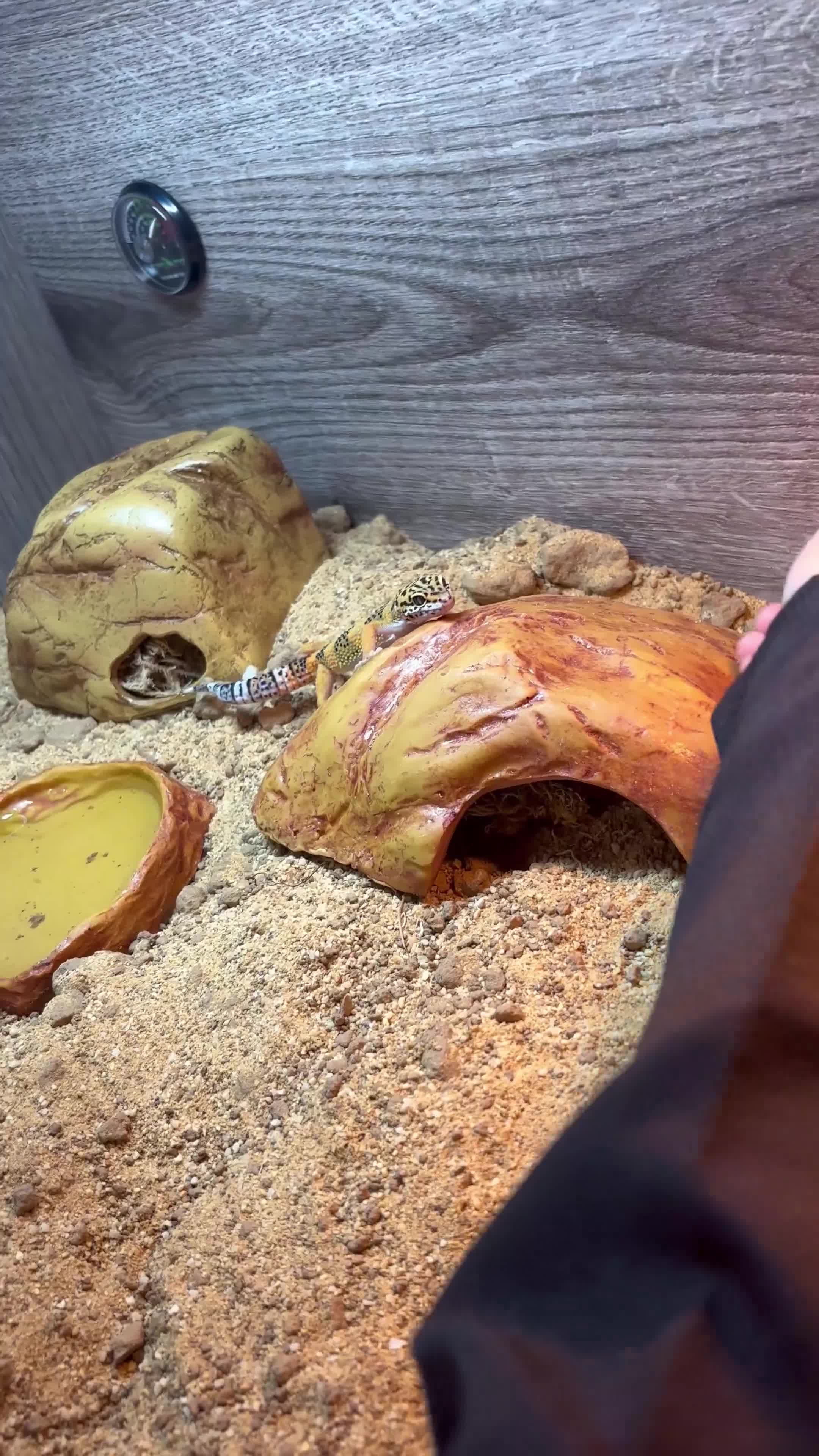 Leopard Gecko reptiles for sale: leopard gecko vivarium full setup in Luton - Video 1