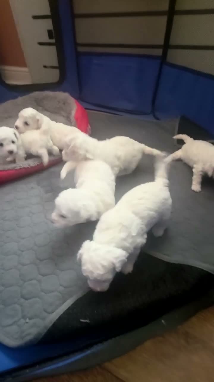 Bichon Frise dogs for sale: Bichon frise on sale - Video 1