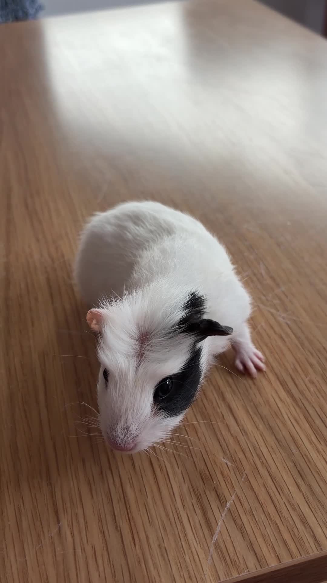 Guinea Pig rodents for sale: Male Guinea Pig with Black Left Cheek  in Liverpool - Video 1