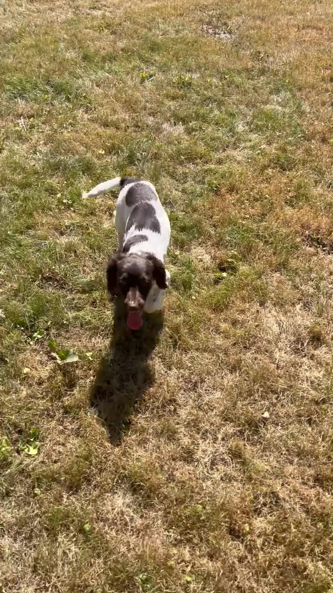 English Springer Spaniel dogs for sale: Gorgeous English Springer Spaniels - Video 5