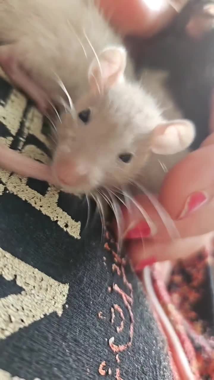 Rat rodents for sale: Baby male rats - Video 1