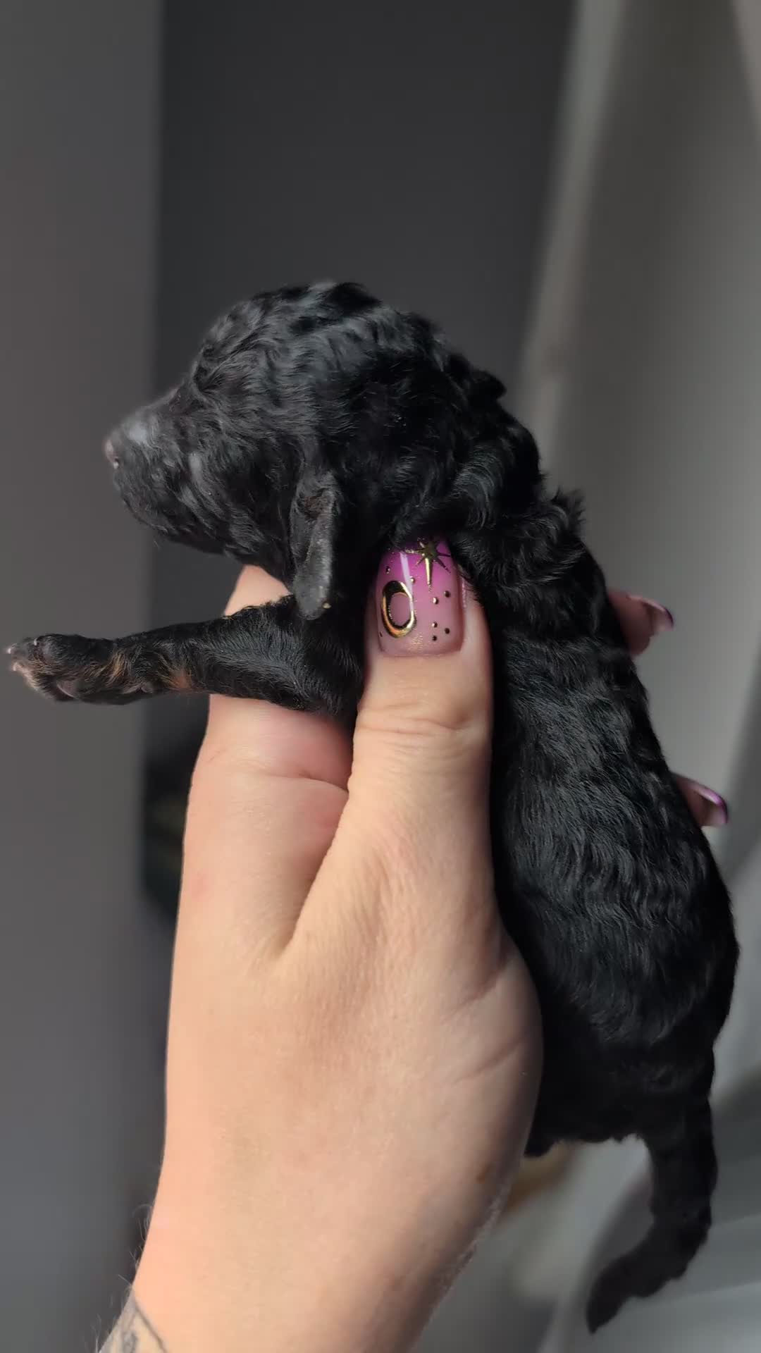 Toy Poodle dogs for sale: KC registered toy poodles  - Video 3
