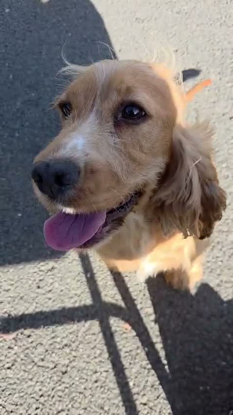 Cocker Spaniel dogs for sale: Our lovely Lillie is looking for her forever home - Video 1