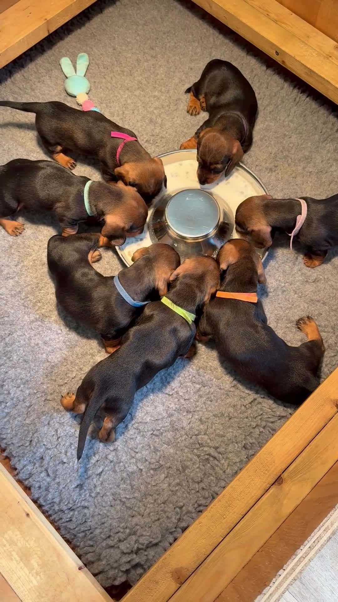 Dachshund dogs for sale: 2 DOGS LEFT Working bred KC registered teckel pups - Video 1