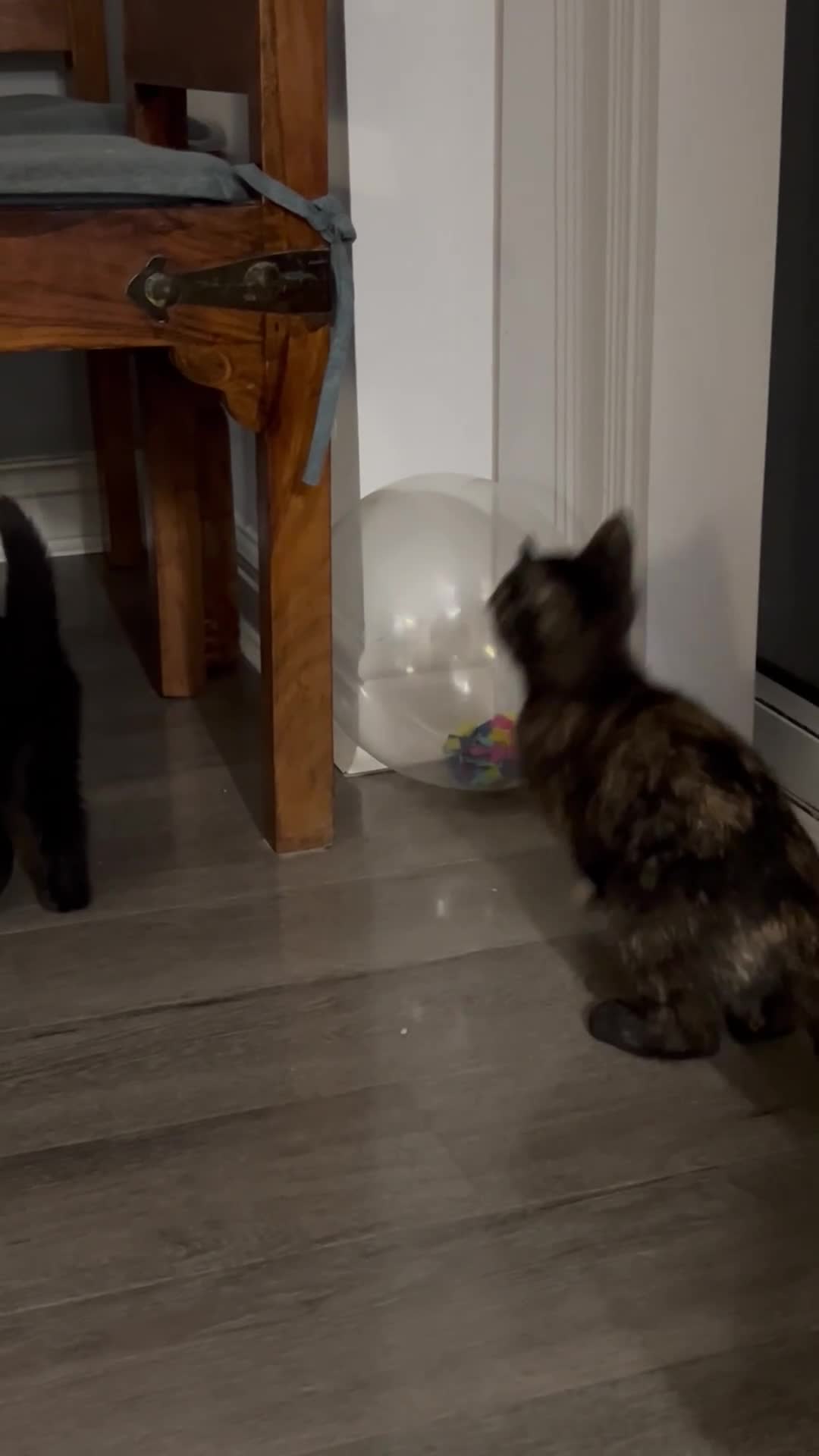 Ragdoll cats for sale: URGENT Ragdoll kittens x1 LAST ONE! 🫶🏽 - Video 2