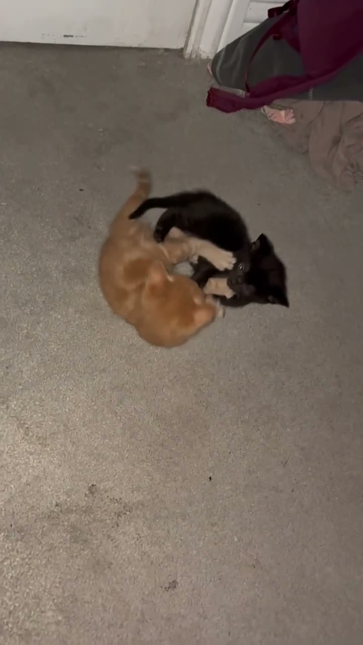 Mixed Breed cats for sale: 5 kittens for sale. prices vary..READ DESCRIPTION  - Video 2