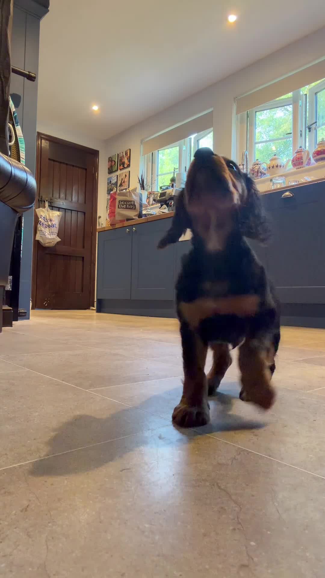Cocker Spaniel dogs for sale: Last boy 🖤 KC Cocker Spaniel - puppy culture - Video 1