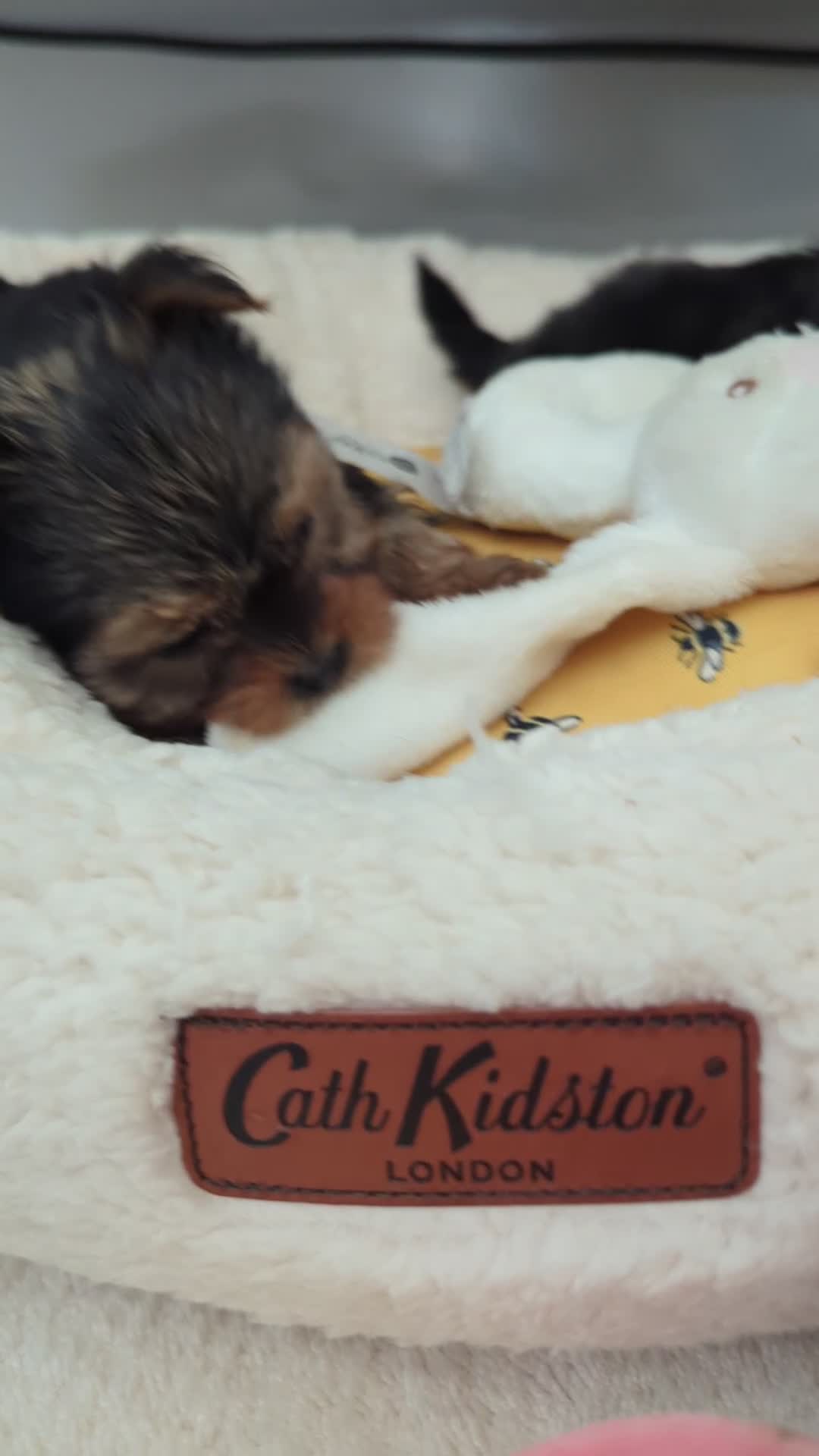 Yorkshire Terrier dogs for sale: Wonderful Yorkshire terrier puppies  - Video 1