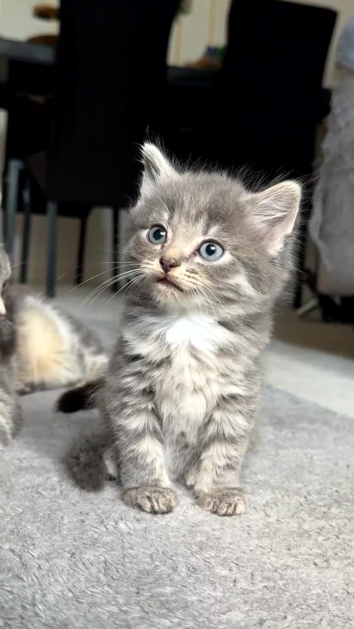 Mixed Breed cats for sale: Beautiful British Longhair × Nebelung  - Video 2