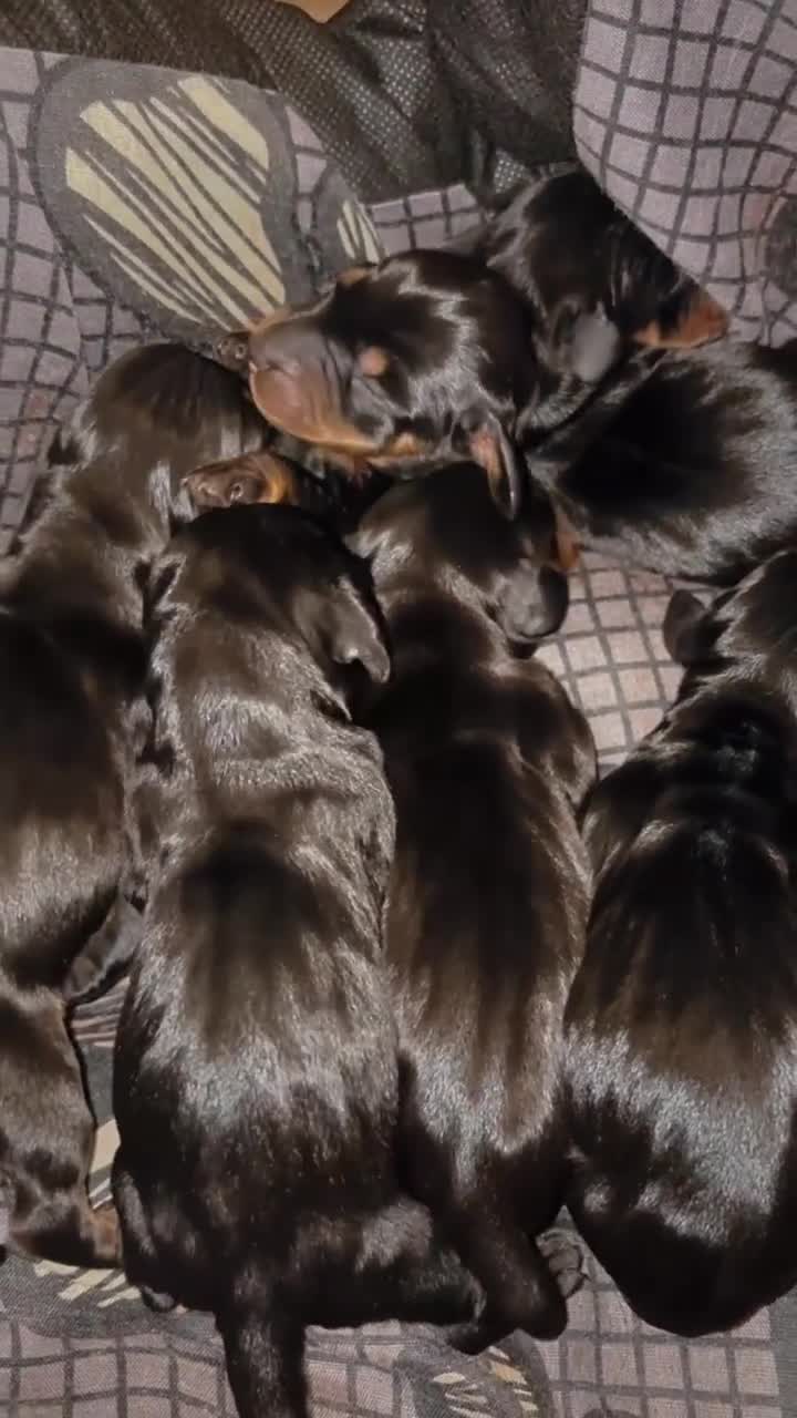 Miniature Dachshund dogs for sale: 6 Gorgeous Miniature Dachshunds for sale🩷💙 - Video 3