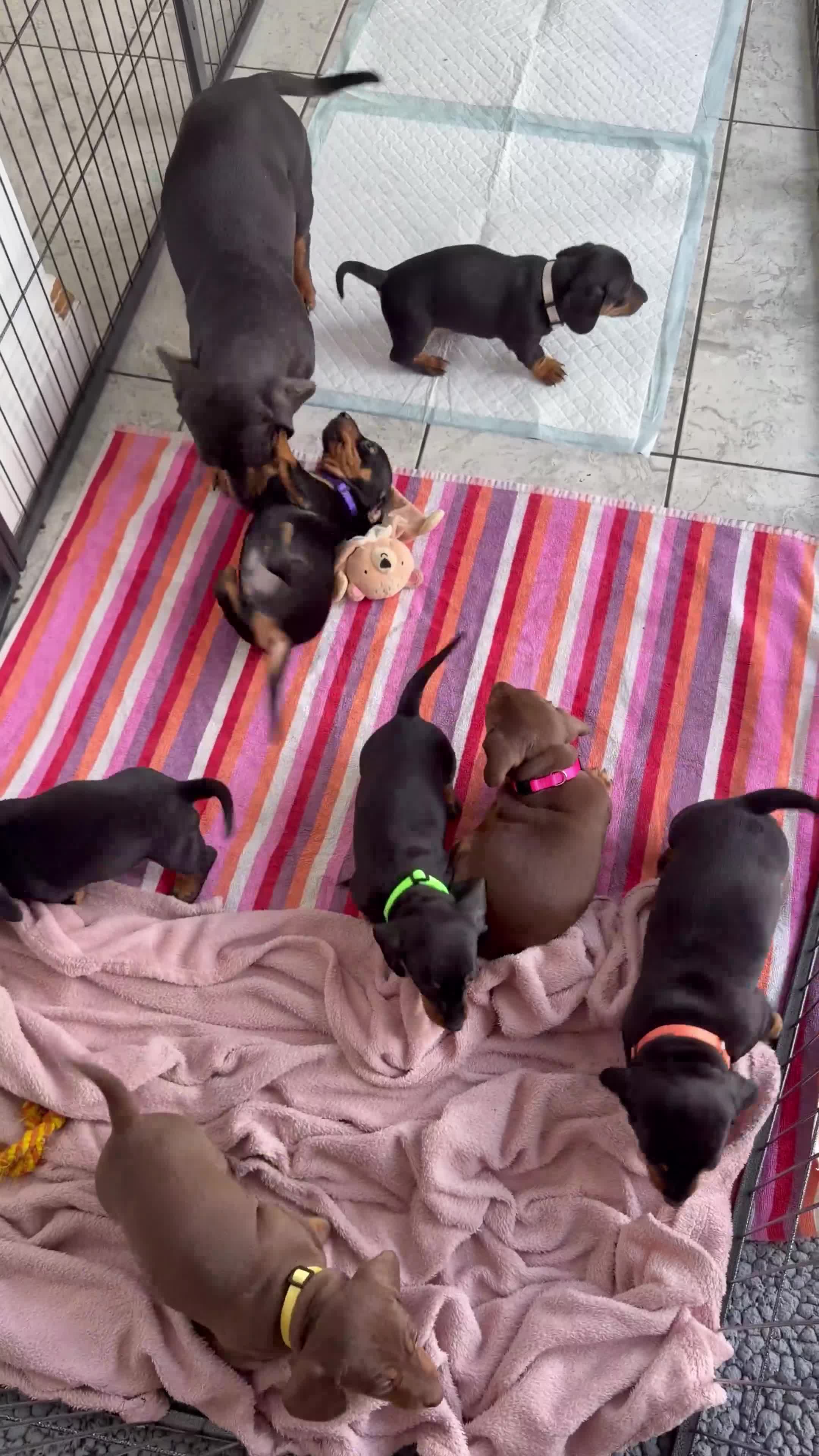 Miniature Dachshund dogs for sale: KC Miniature Dachshund Puppies  - Video 1