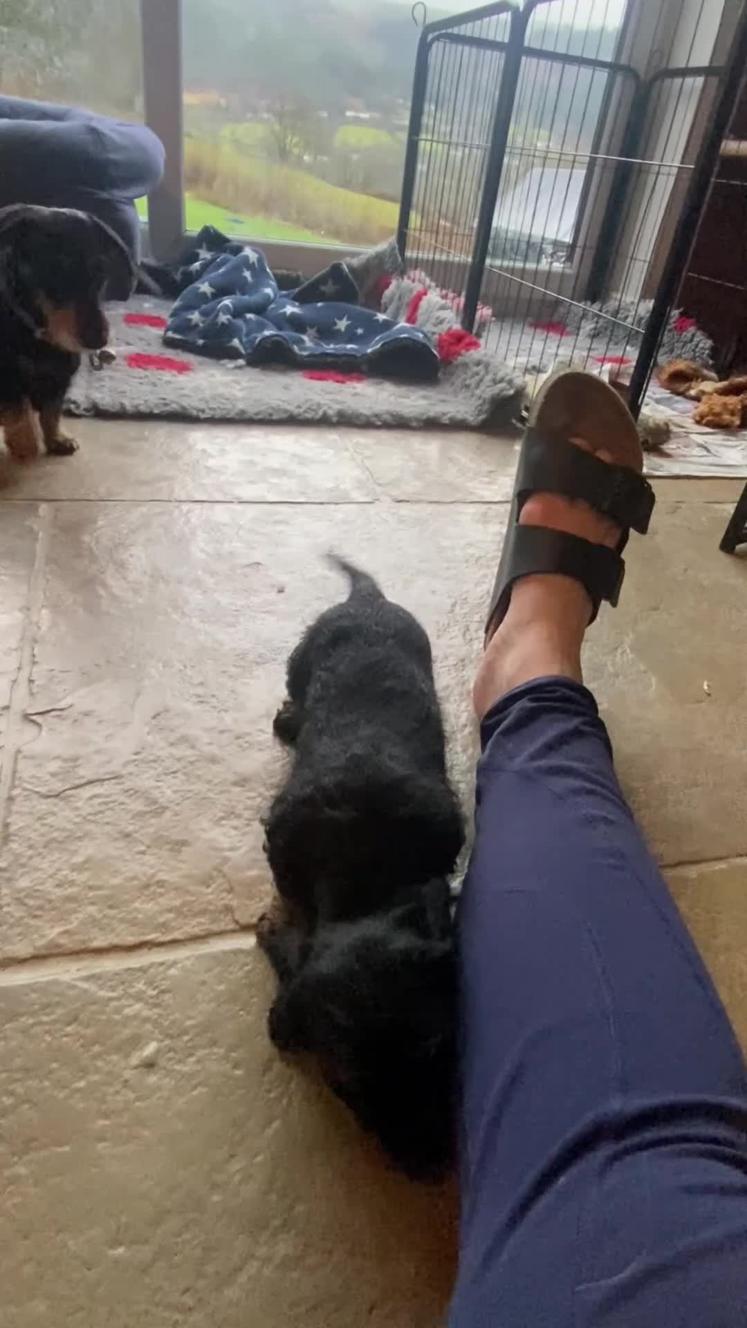 Miniature Dachshund dogs for sale: Miniature Wire-Haired Dachshund ready 18 March   in Llandovery - Video 2