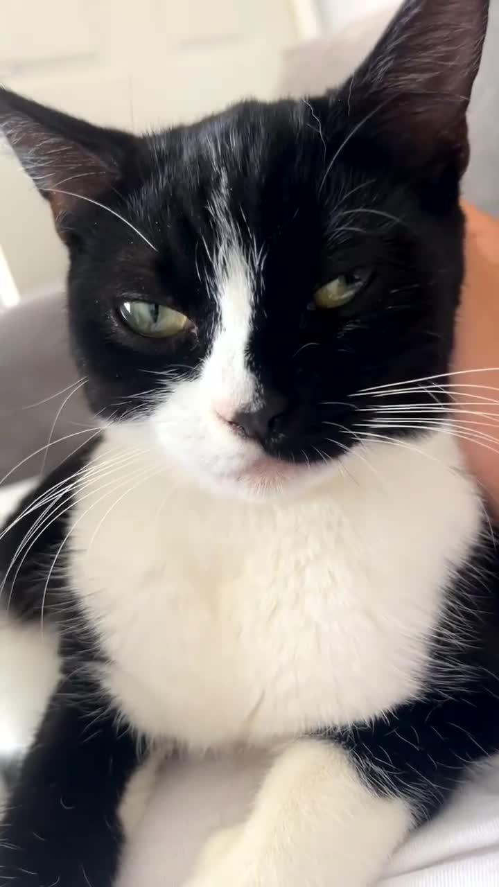 Mixed Breed cats for sale: our 2 beautiful babies siblings 1 female 1 male in Leicester - Video 3