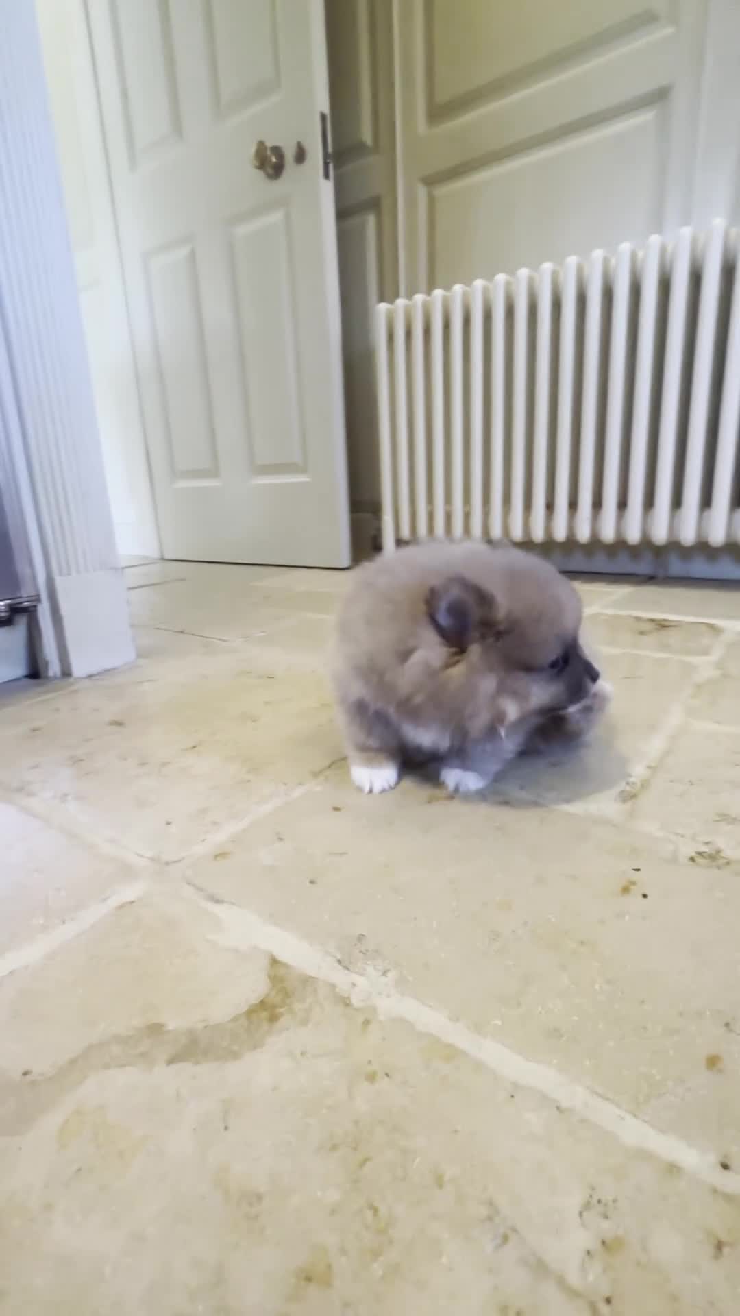 Pomeranian dogs for sale: Stunning KC Registered Small Pomeranian Puppies - Video 4