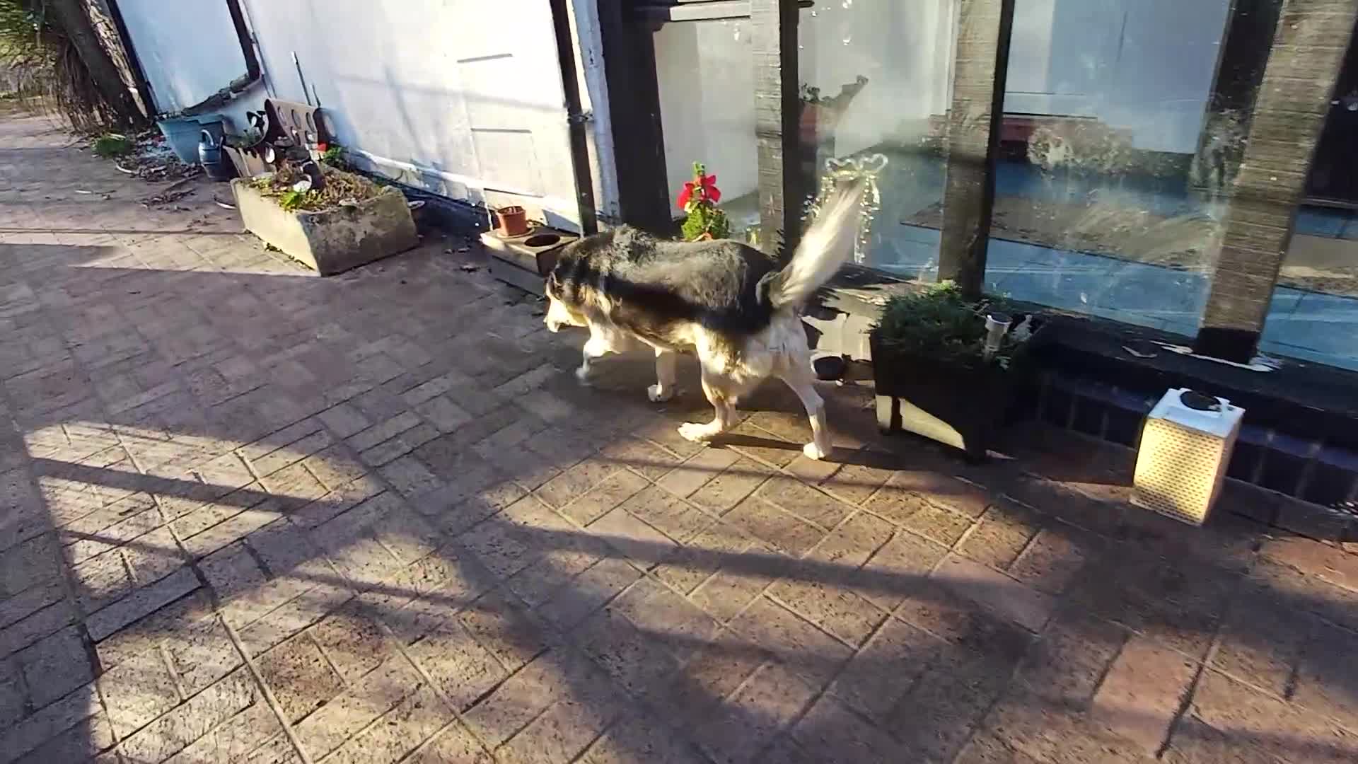 Mixed Breed dogs for adoption: 🐶Really… does nobody want to give me a chance? 💔 - Video 3