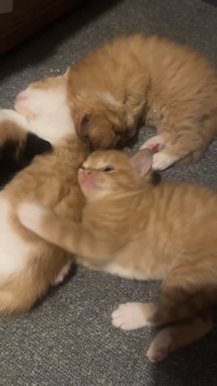 Mixed Breed cats for sale: 5 Cuddly Orange and Calico kittens 💕 - Video 1