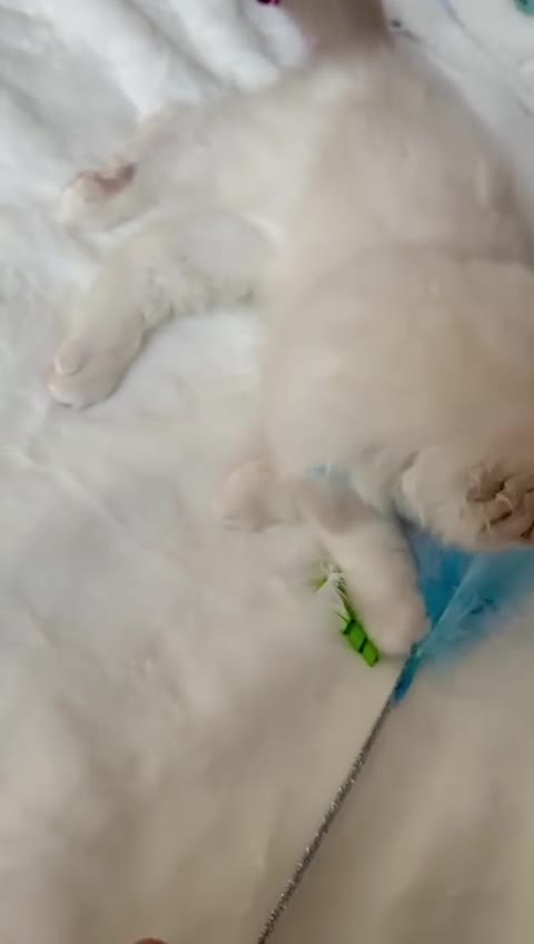 Ragdoll cats for sale: GCCF, They are ready for their new home. - Video 5