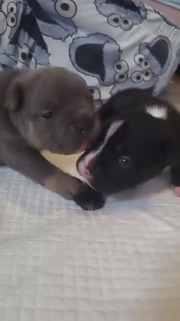 Mixed Breed dogs for sale: 💜💙Frenchyxpocketbully💜💙 - Video 1
