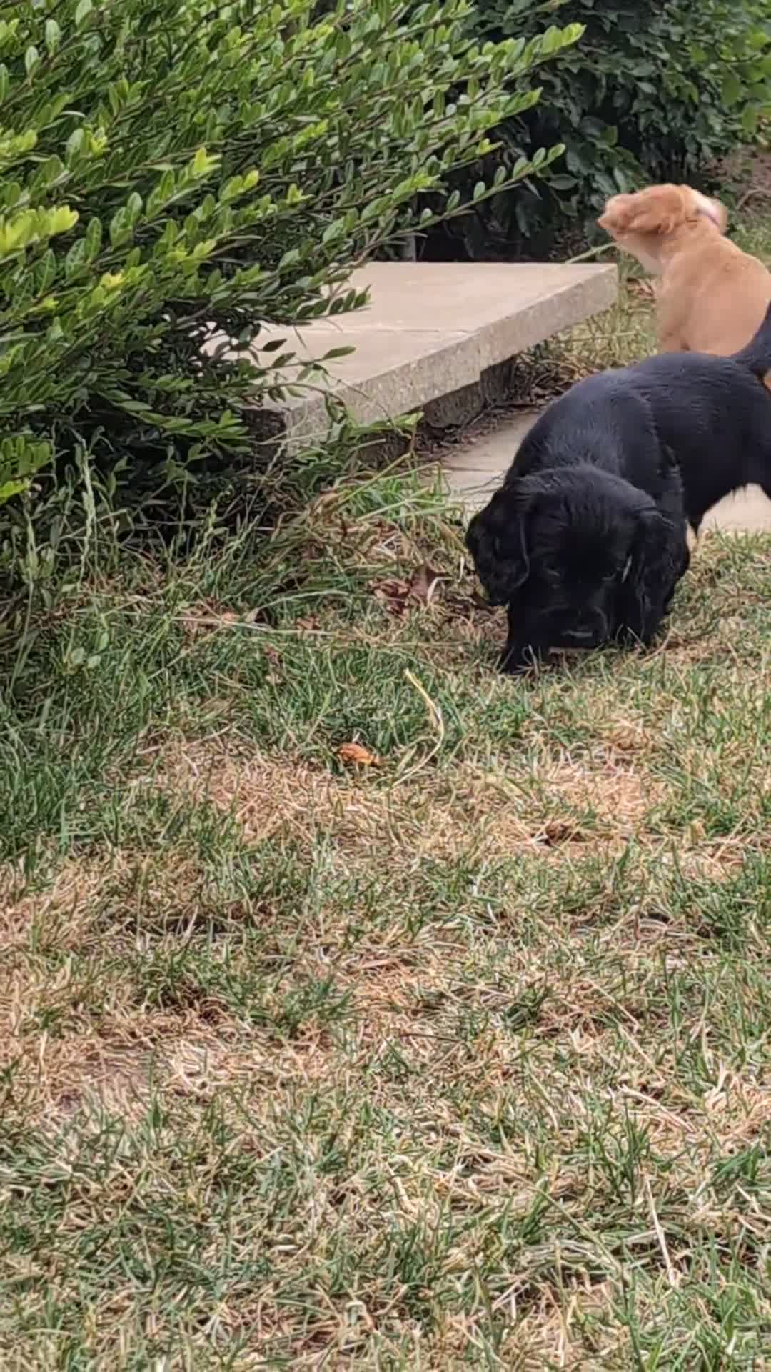 Sprocker dogs for sale: Sprocker puppy boy  - Video 1