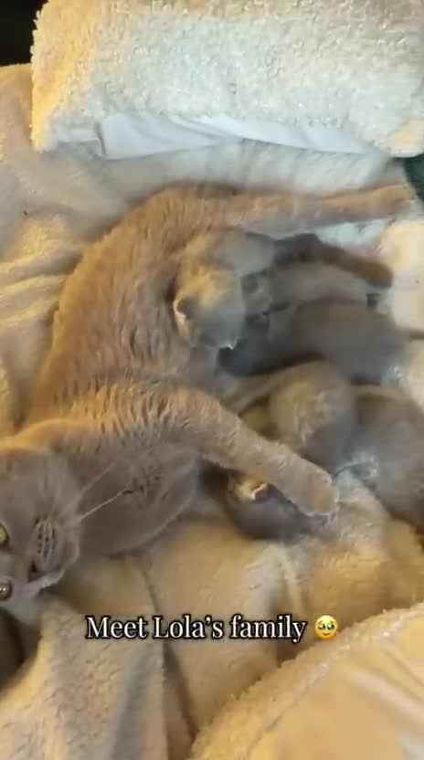 British Shorthair cats for sale: British shorhair kitten ready to leave 8th March - Video 1