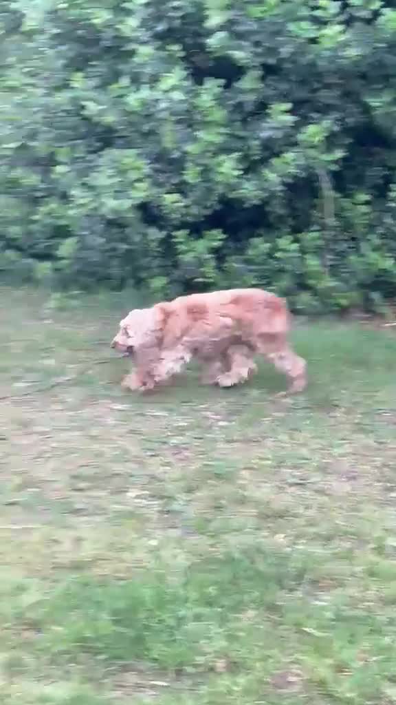Cocker Spaniel dogs for sale: Golden working cocker spinel  - Video 2