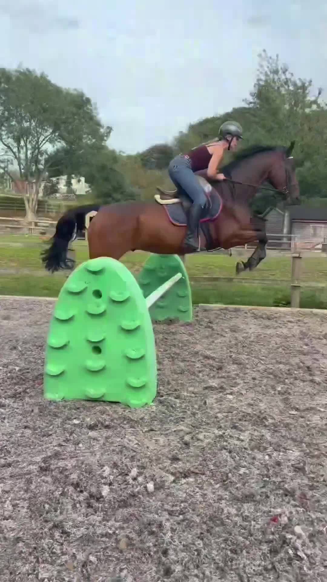 English Thoroughbred horses for sale: Very sad sale , roscoe 16hh bay gelding  - Video 2