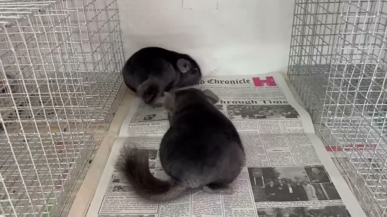 Chinchilla rodents for sale: Ben & Jerry, fabulous Ebony brothers, super tame - Video 1