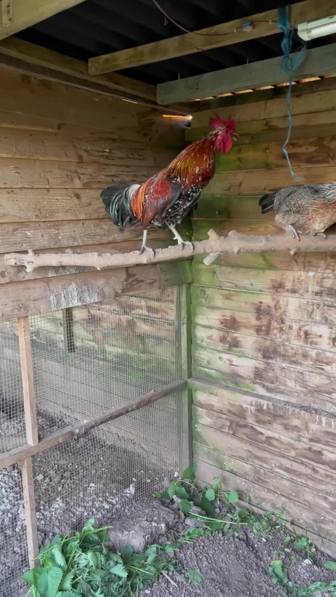 Chickens poultry for sale: Rare Ayam Ketawa (Laughing Chickens) for Sale - Video 1