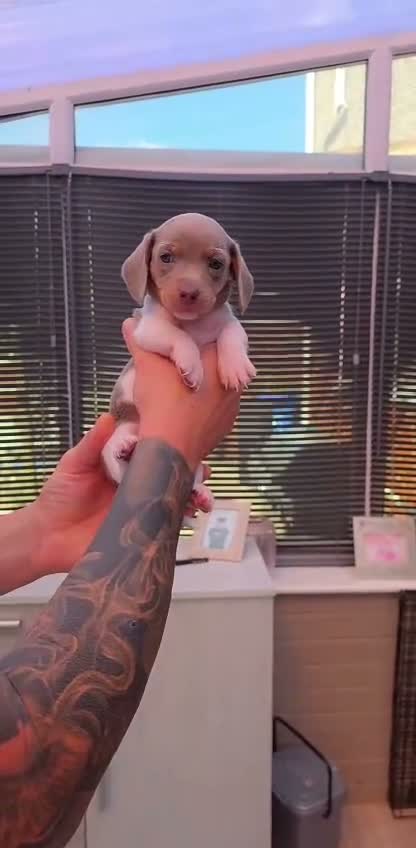 Miniature Dachshund dogs for sale: 🐶 Tiny minature dachshund puppies 🐶  - Video 4