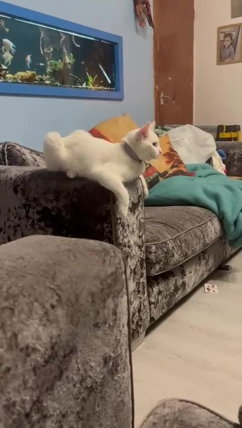 Mixed Breed cats for sale: White cat - Video 1