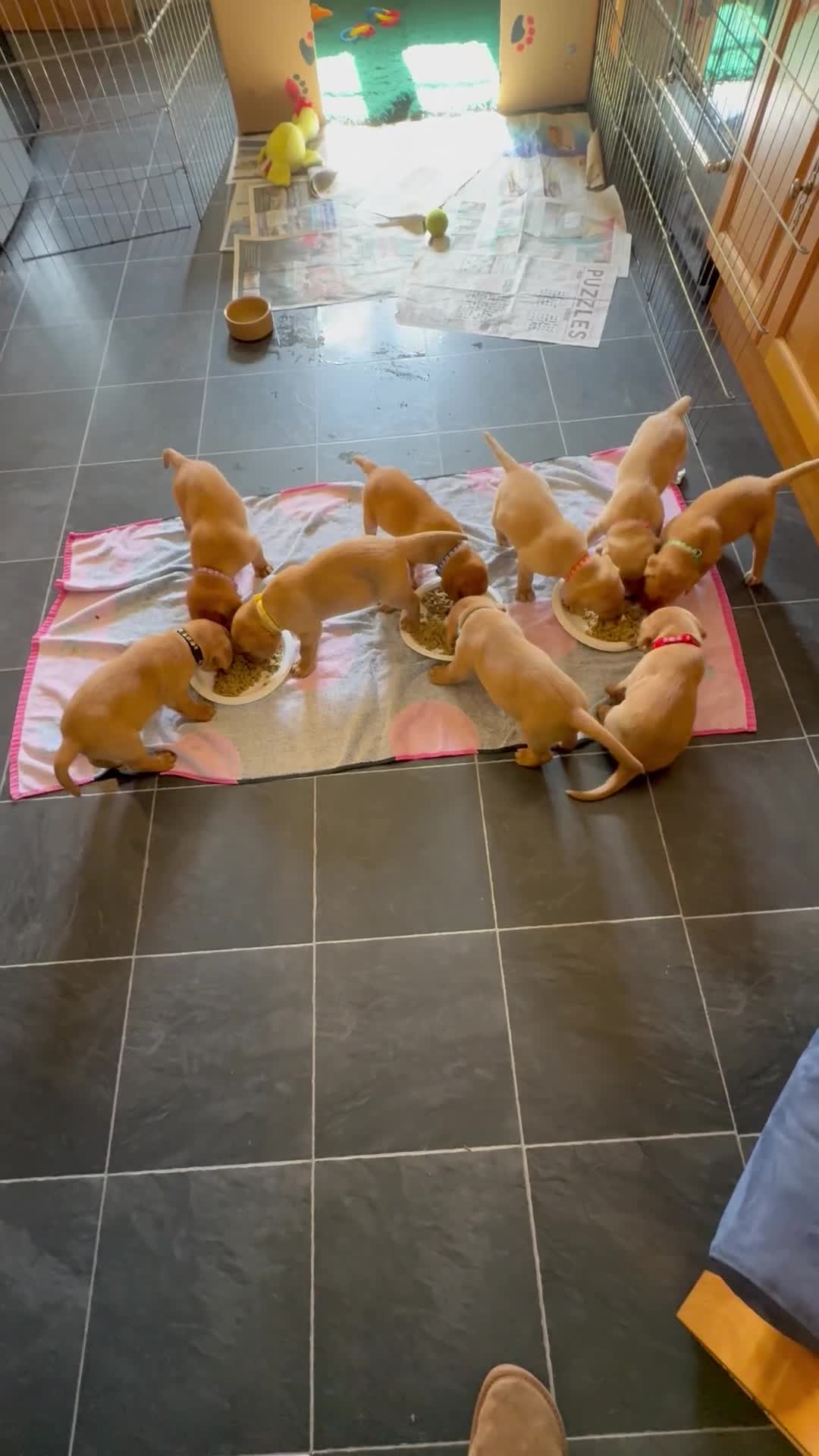 Labrador Retriever dogs for sale: Stunning litter of KC registered Yellow Labradors in Taunton - Video 1