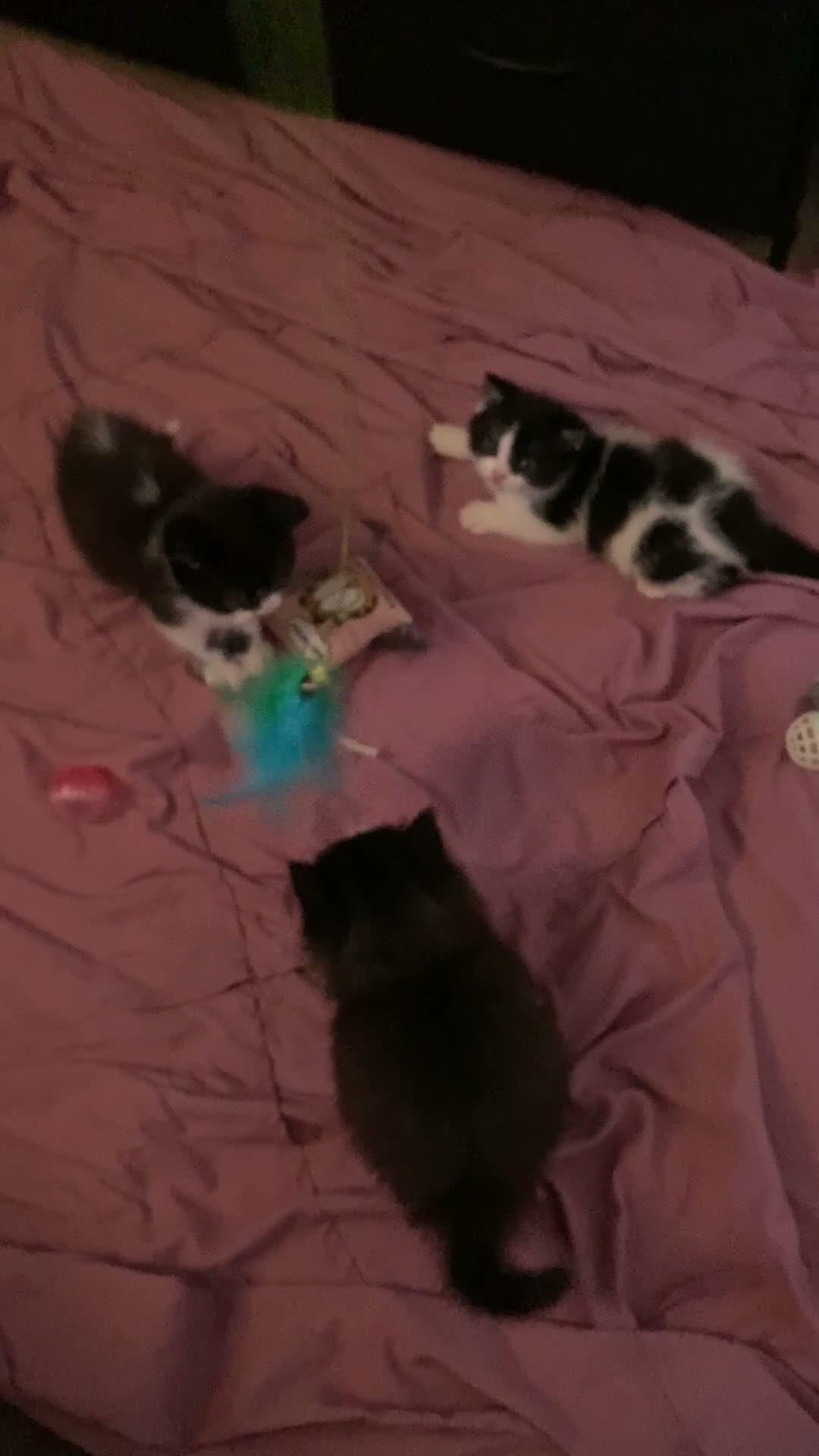 Mixed Breed cats for sale: British shorthair x kittens READY NOW - Video 1