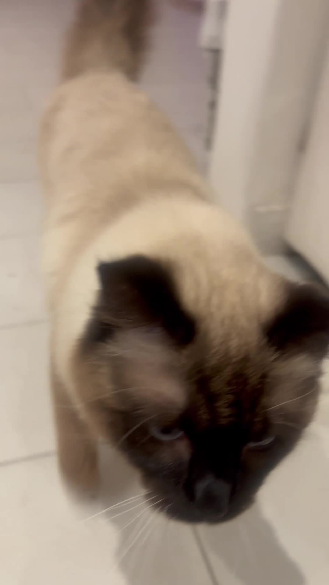 Ragdoll cats for sale: 7 month old large ragdoll male cat  in Heywood - Video 1