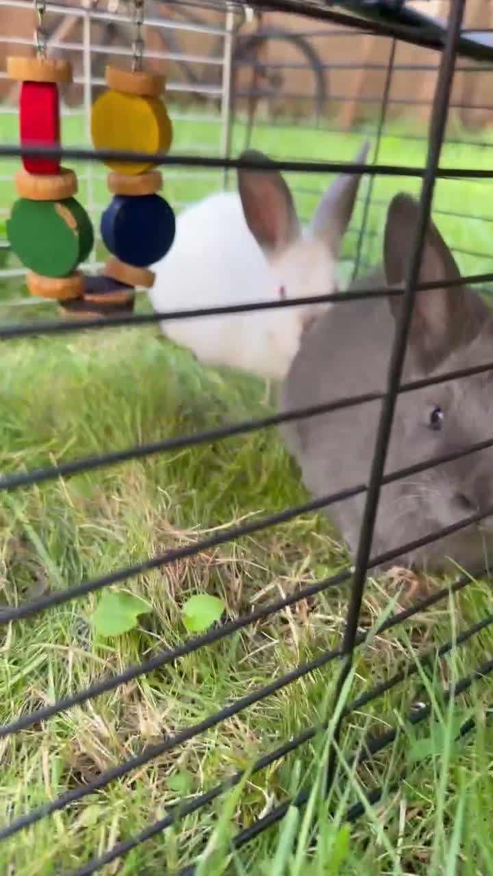 Mixed Breed rabbits for sale: Mixed breed Rex and New Zealand for sale females  - Video 2